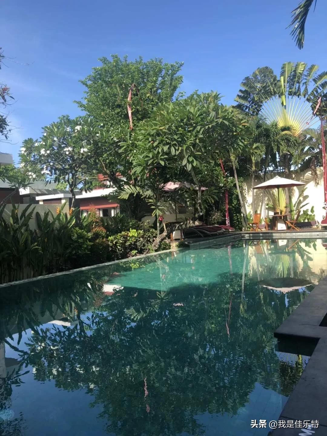 热带沙漠棕榈,热带水果棕榈