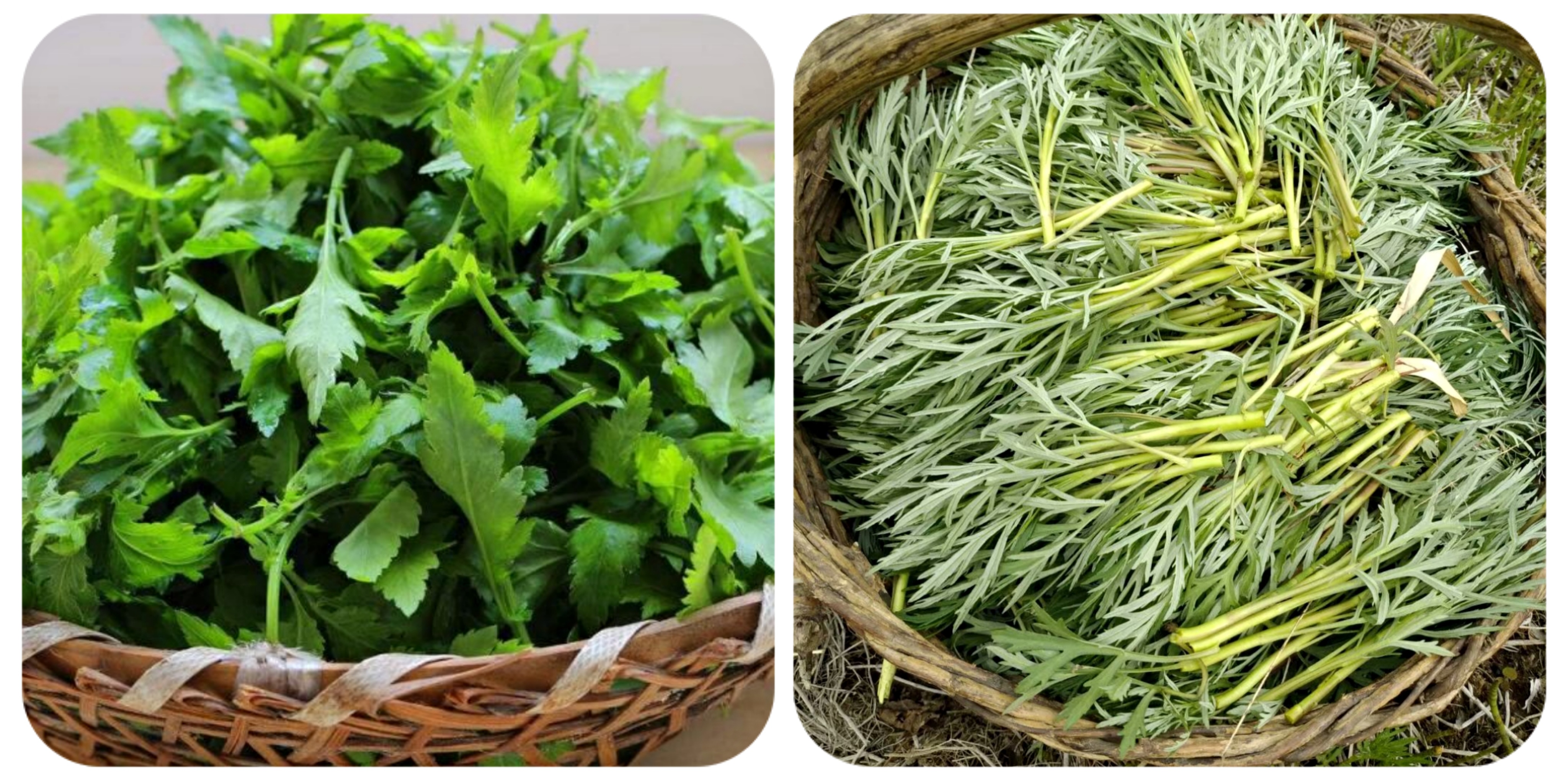 可以吃的野菜大全100种图解,教你认识100种野菜