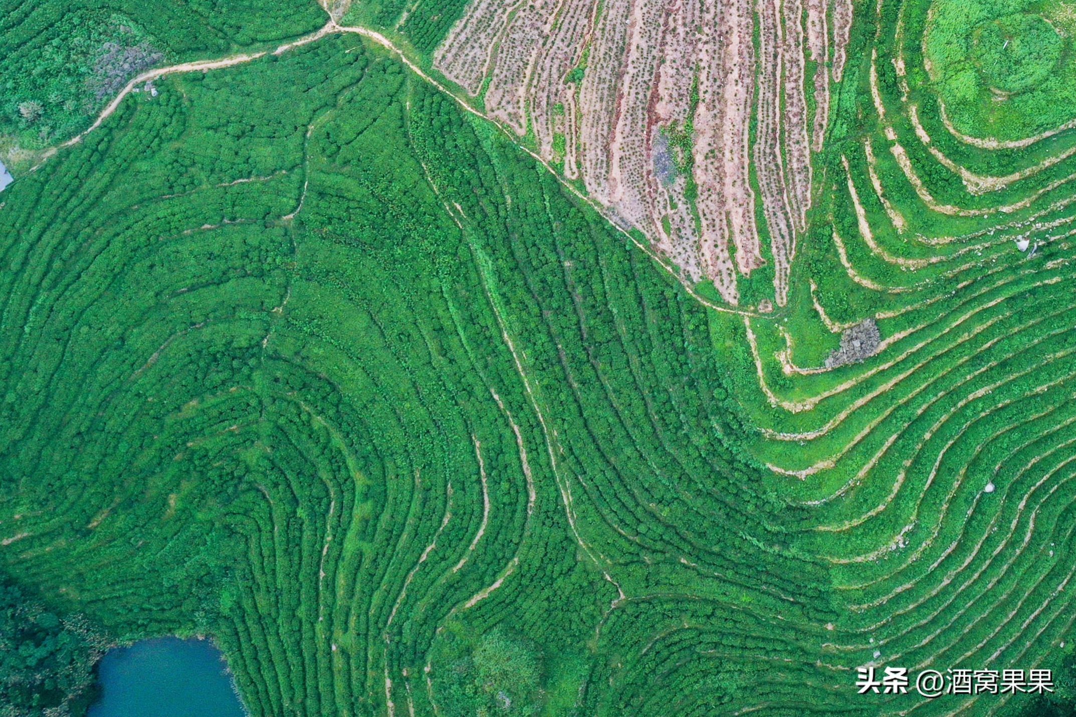 福鼎两天一夜旅游攻略,福鼎茶漫步茶园体验采茶之旅