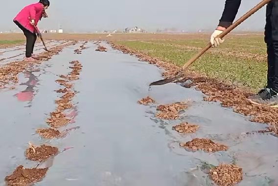 霜降种植大蒜晚吗,露地大蒜怎样才能安全越冬