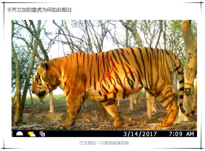 猫科战斗力分析,猫科打不过熊科