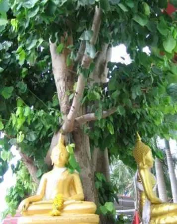 神圣的菩提花开，光彩夺目，尘埃不染，浮生若茶