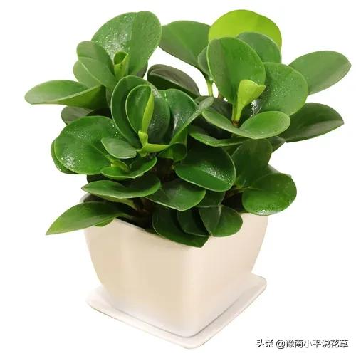 豆瓣绿叶子烂该怎么办,豆瓣绿叶子发黄脱落怎么回事