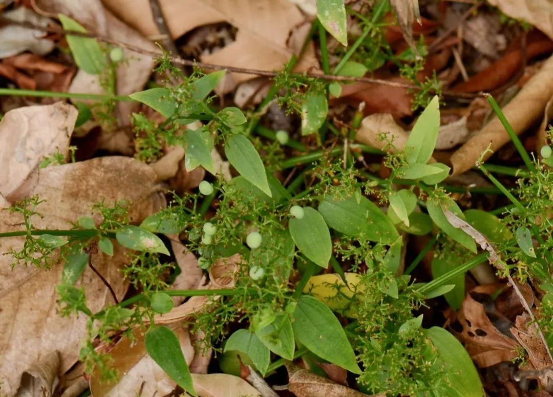 指甲花的图片和特征,干净耐看短指甲花
