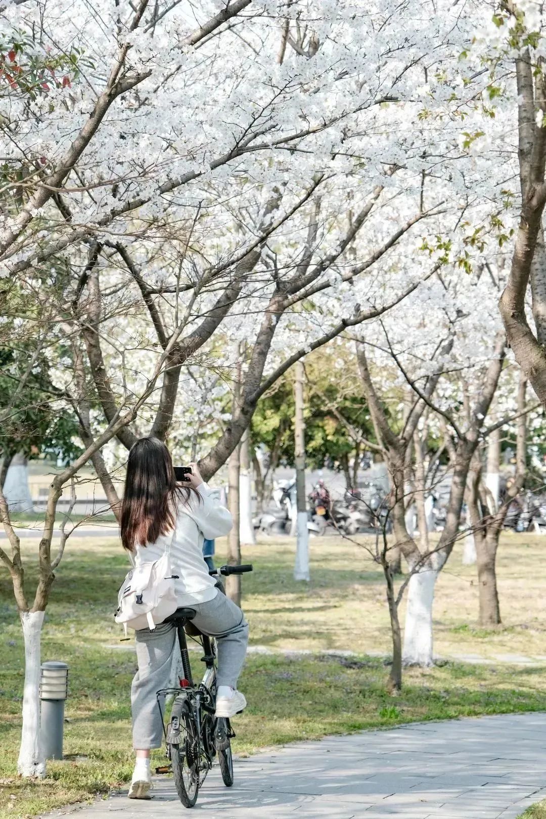 雨樱也浪漫！浙工大美美美！