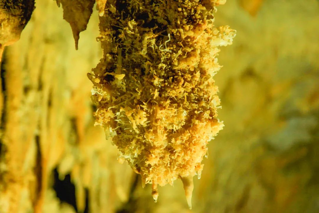 广西巴马长寿之乡,河池巴马长寿之乡原因