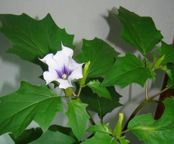 曼陀罗中主要成分,曼陀罗种子主要成分