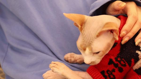 有什么可爱乖巧的狗猫推荐,什么猫咪粘人又好养还好看