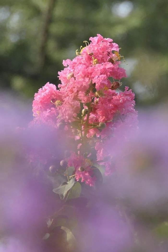 紫薇花壁纸高清全屏,唯美紫壁纸