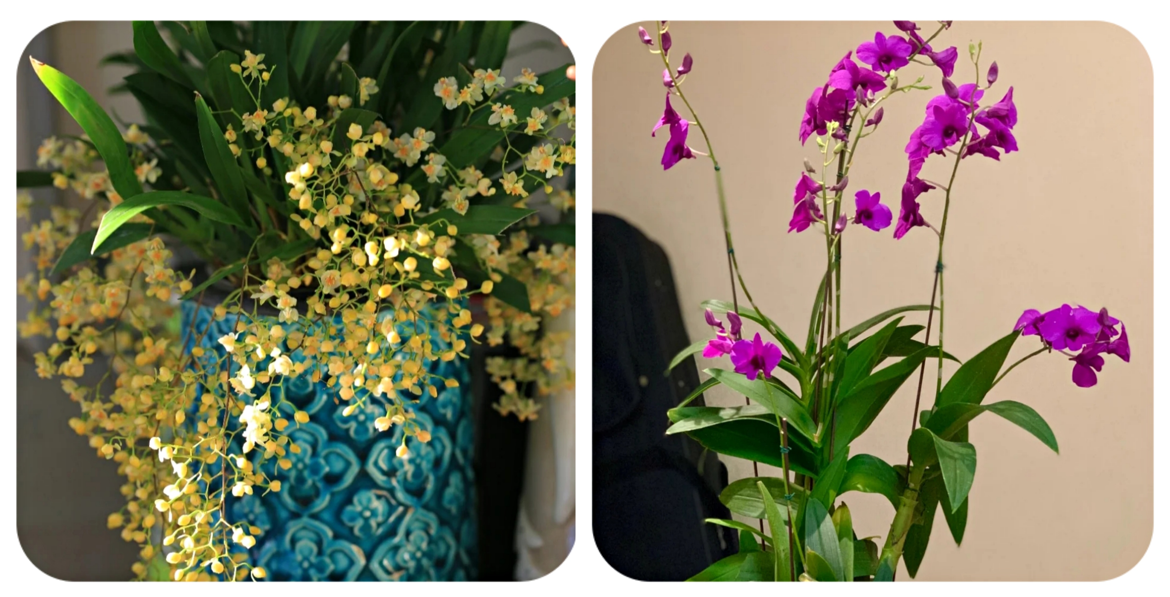 100种花能养在阳台上，50种开花的，40种绿植，10种蔬果