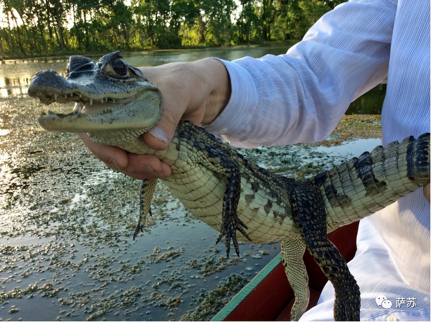 韩愈是怎么赶走鳄鱼的,韩愈写给鳄鱼的话