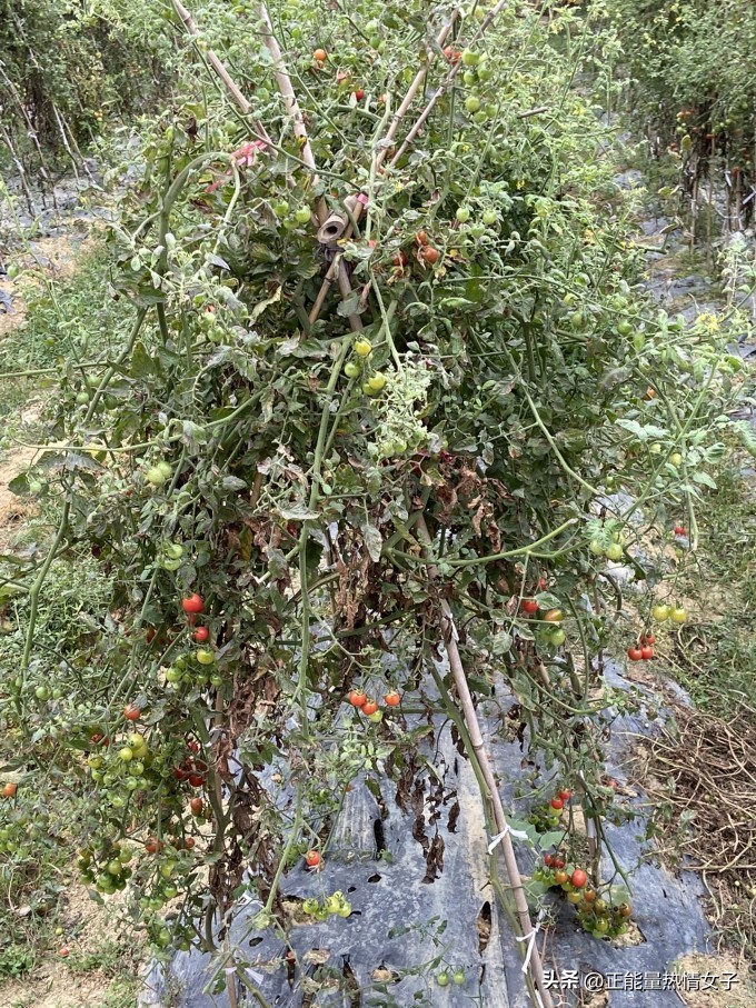 观澜版画村是几大客家古村落之一,观澜版画村是十大客家古村之一