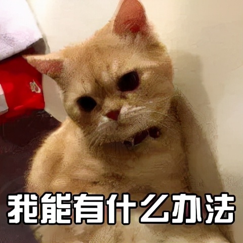 猫咪猫粮诱食剂是什么成分,怎样判断猫粮有没有诱食剂