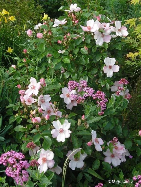 常见丰花月季品种一览,阳台盆栽丰花月季什么品种最好