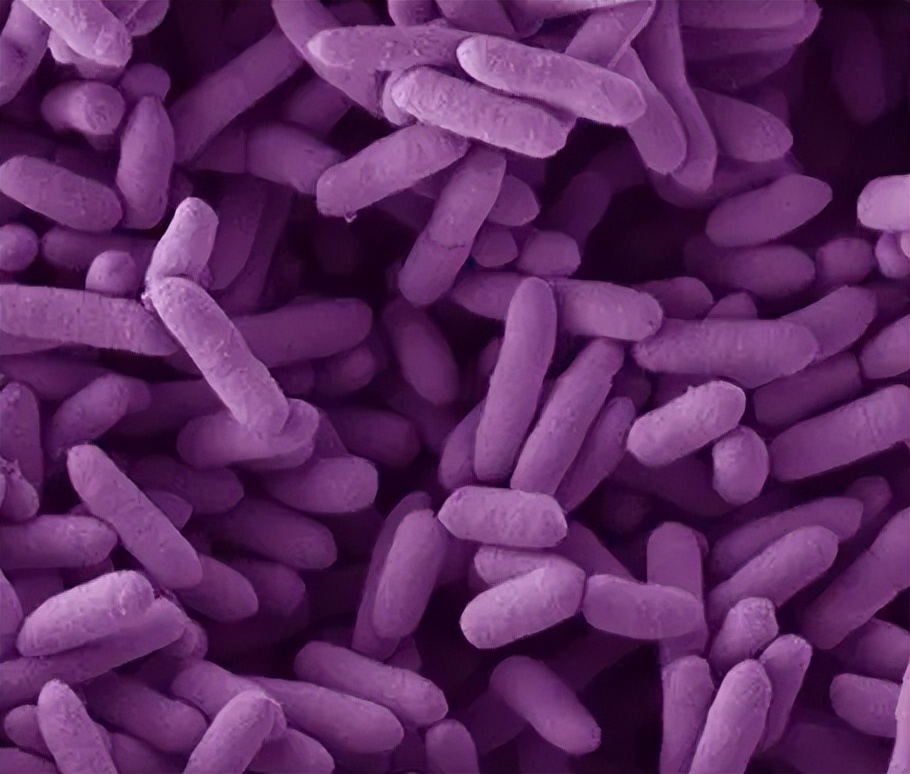 吡螨胺对以掌肢新米虾、泉膀胱螺和金鱼藻为主的生态系统的影响