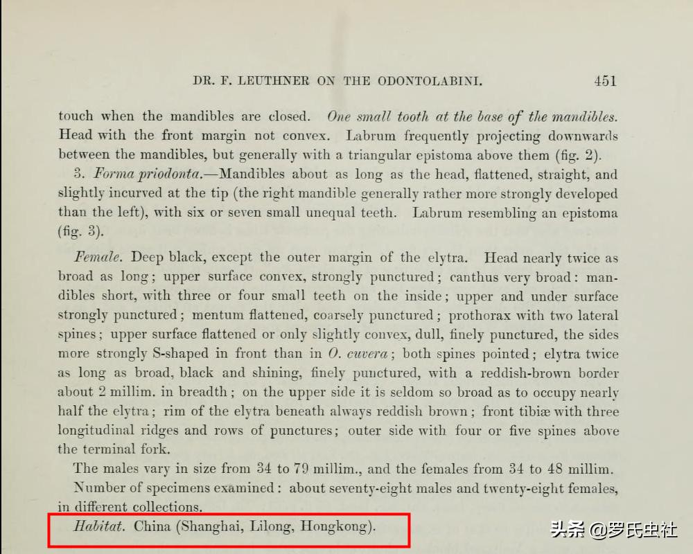 2022年第07期：闲话兜锹，上海本土锹甲的冷知识！|罗氏虫社