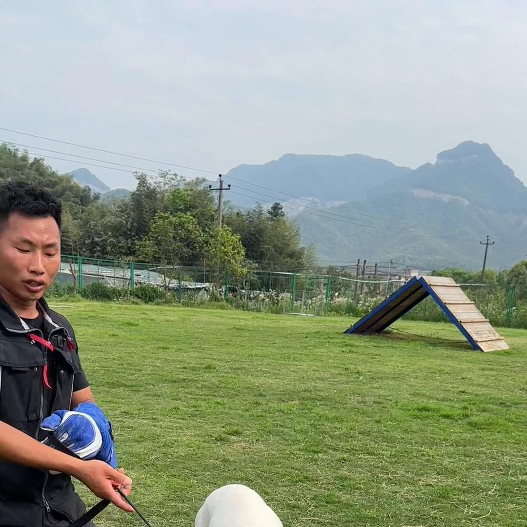 才一个多月的拉布拉多怎么养,几个月的拉布拉多会懂事