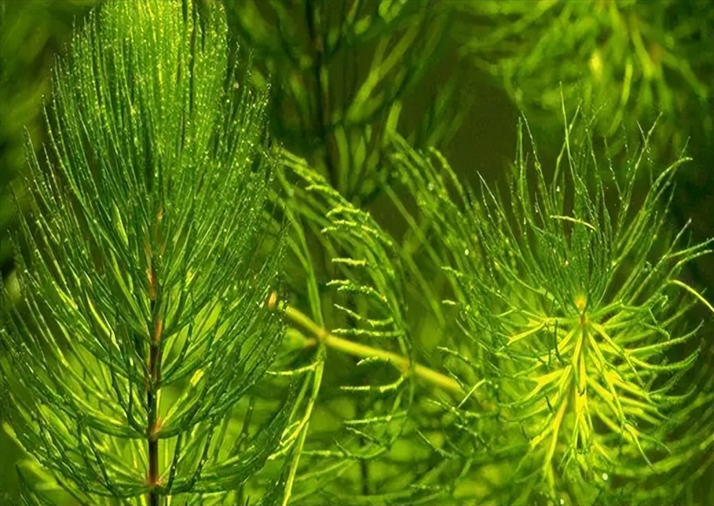 吡螨胺对以掌肢新米虾、泉膀胱螺和金鱼藻为主的生态系统的影响