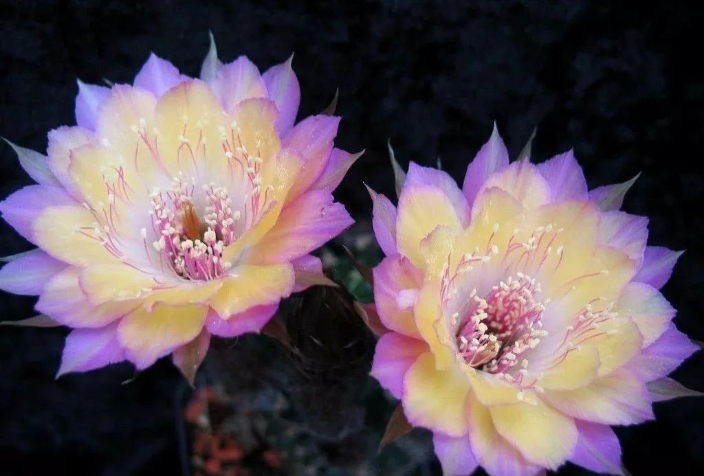 200种·仙人球开花图鉴，大开眼界，美到爆