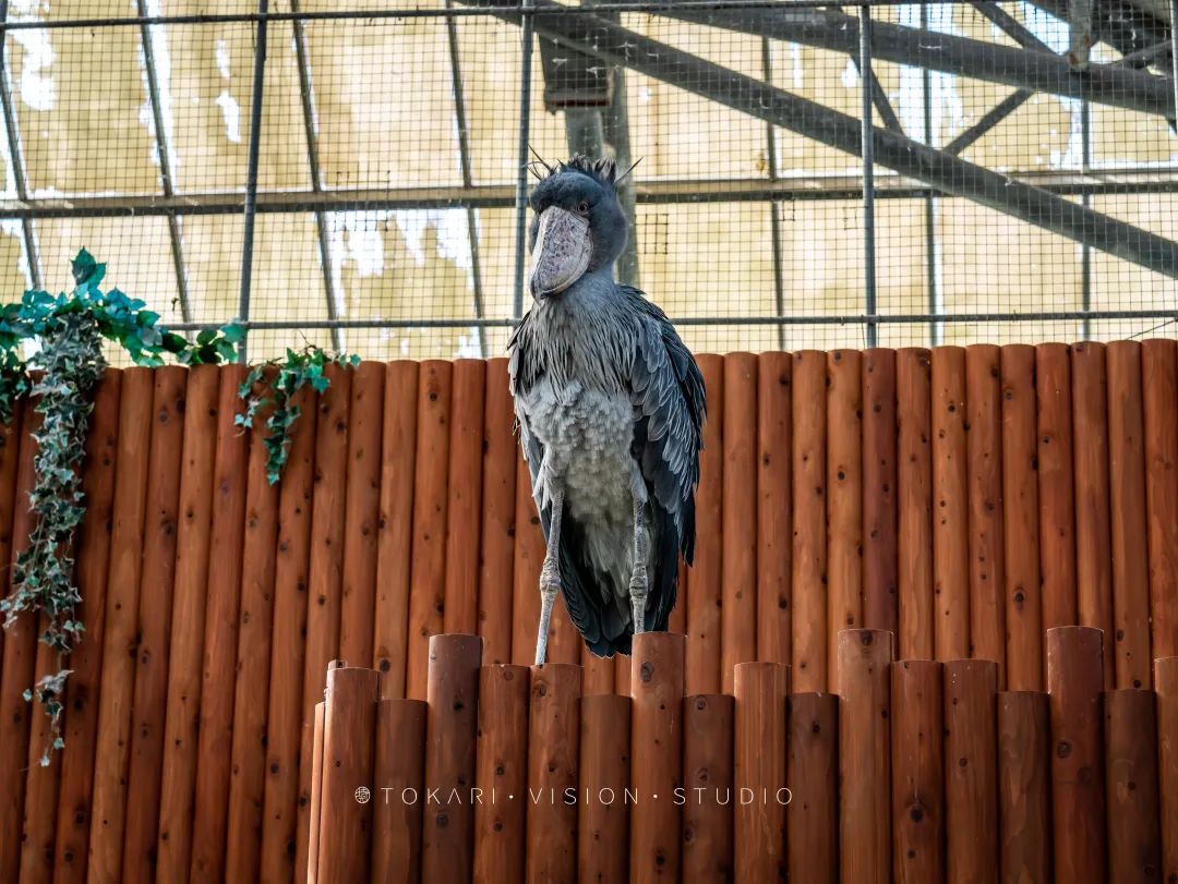 日本静冈市旅游,日本打卡景点小众静冈