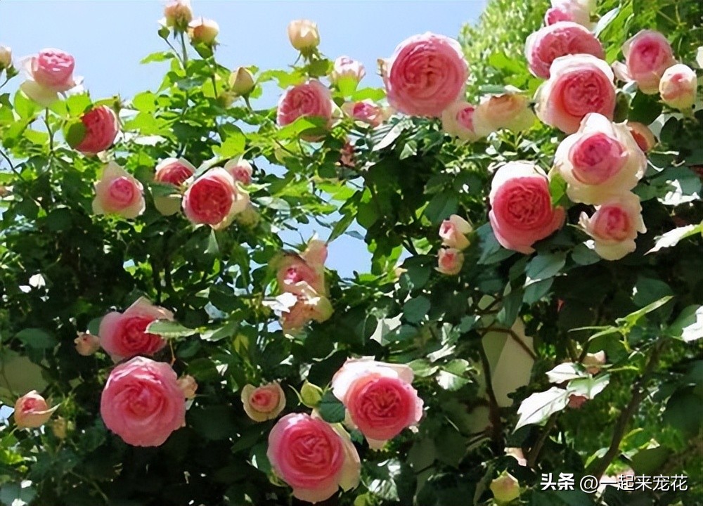 月季花最勤花最容易开爆盆的品种,十大经典月季花品种图片