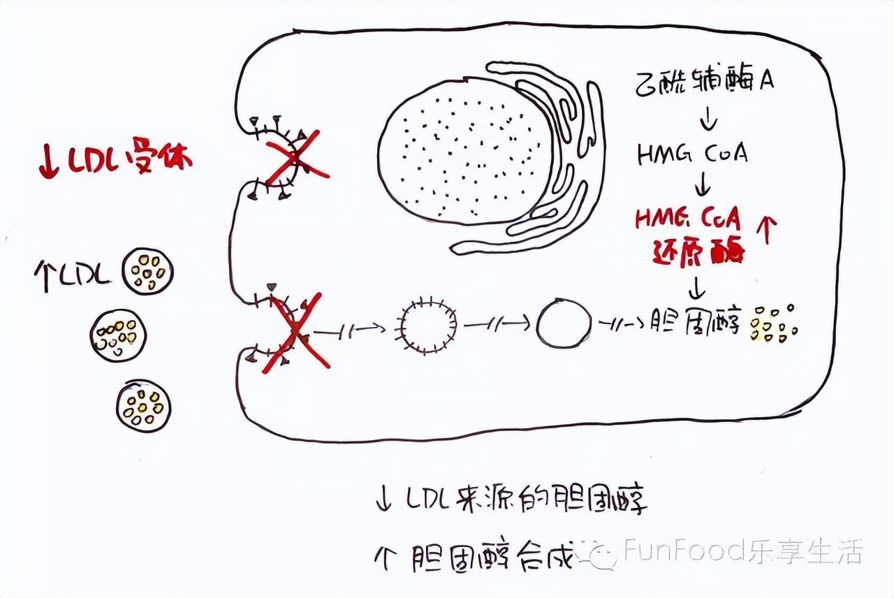 阿托伐他汀不能和哪种药一起吃,阿托伐他汀不能与什么药同吃