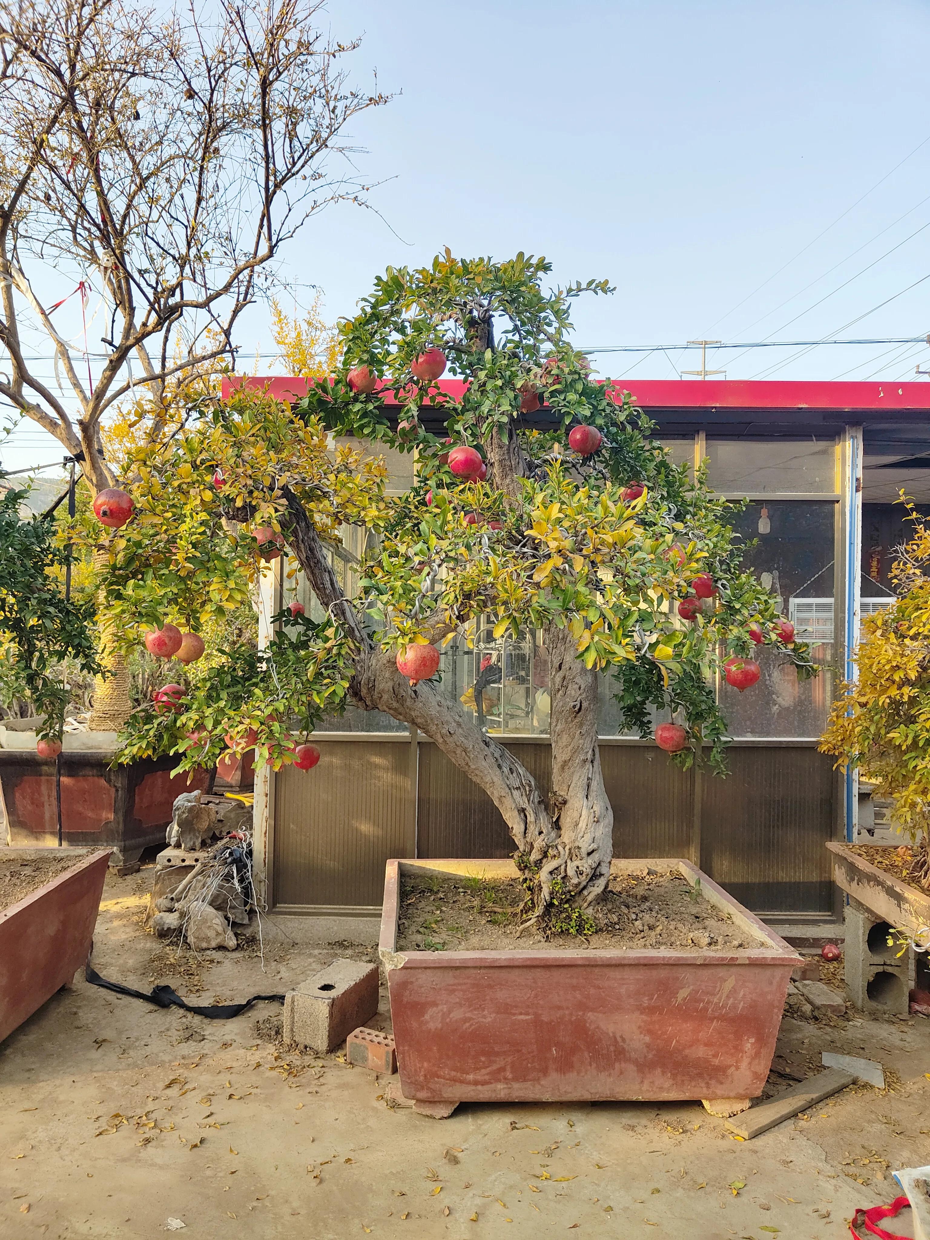 枣庄市峄城区万亩石榴园景点,枣庄世界上最大的石榴园