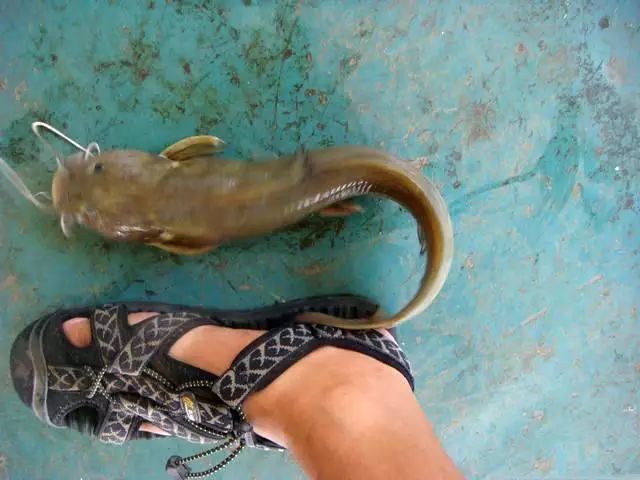 石扁头鱼的烹饪方法,石扁头鱼价格及图片