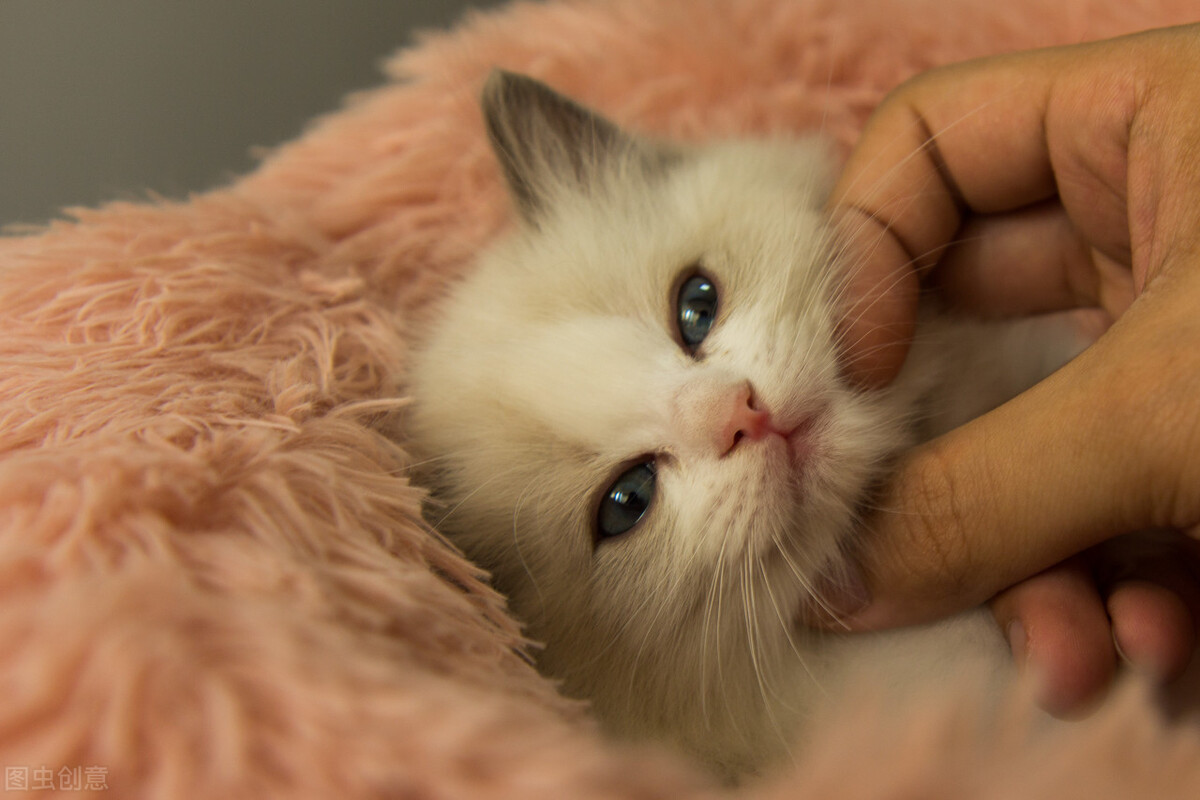 猫有绦虫怎么算排干净