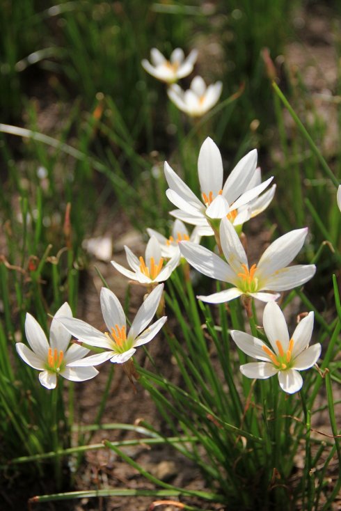 视觉盛宴五种赏花名花供您选择,春天十种最美的花介绍