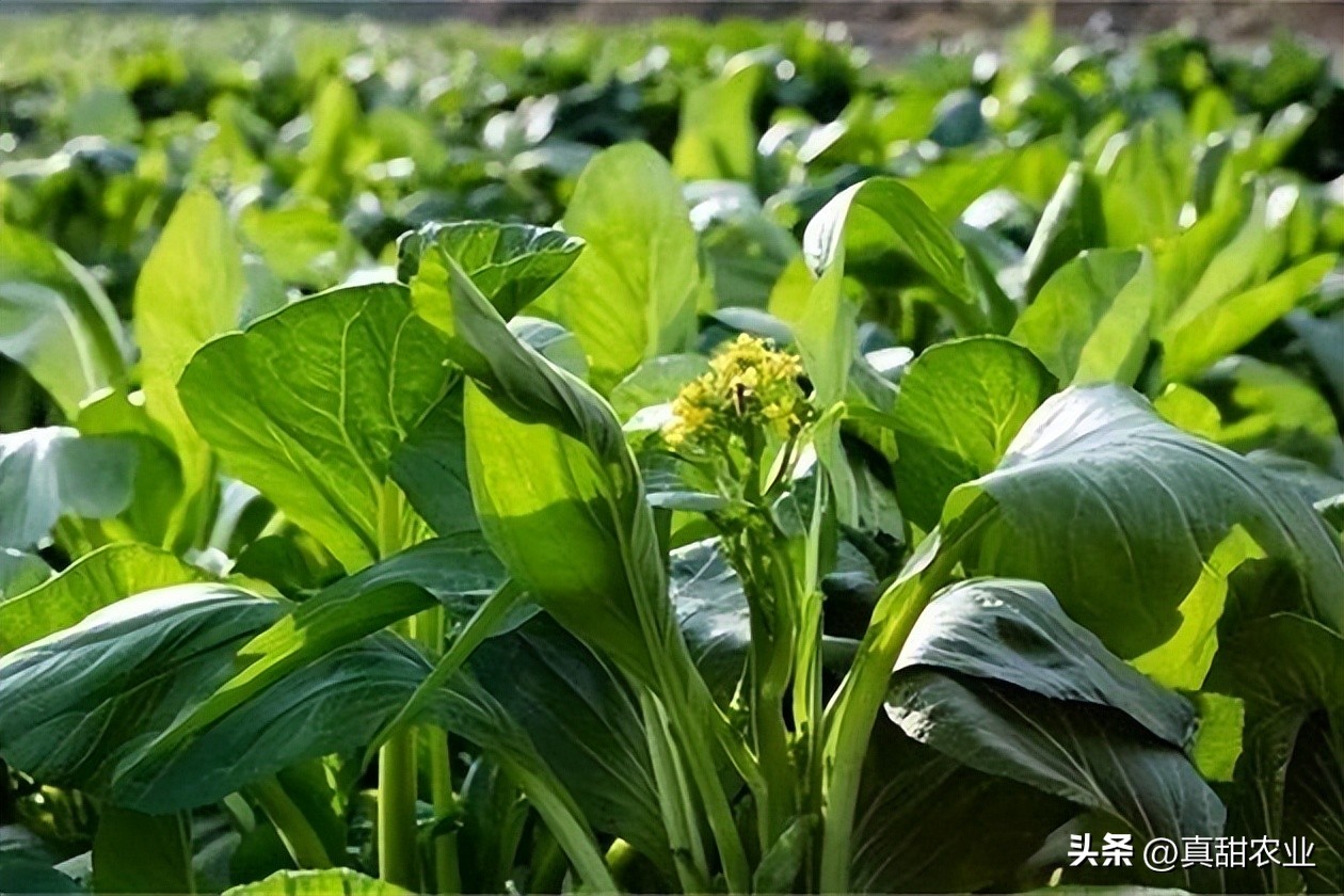 部分产区走货受阻,市场个别菜价表现无规律