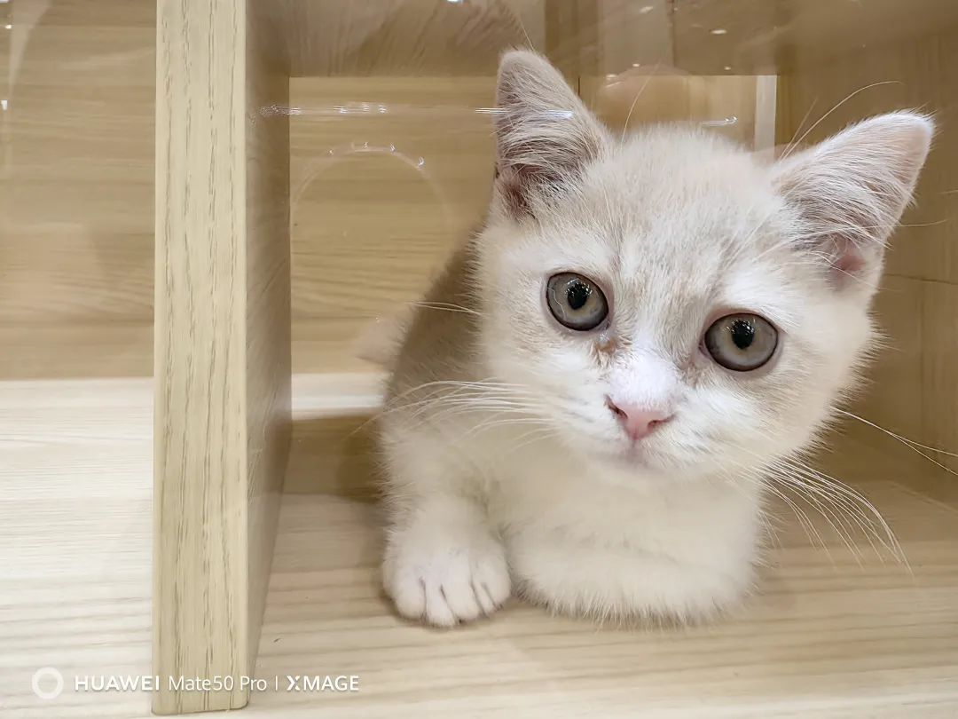 华为mate50pro深度体验感受,华为mate50pro评测超详细版