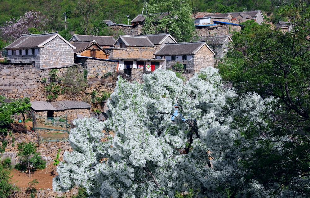 石大沟流苏,大石沟流苏花