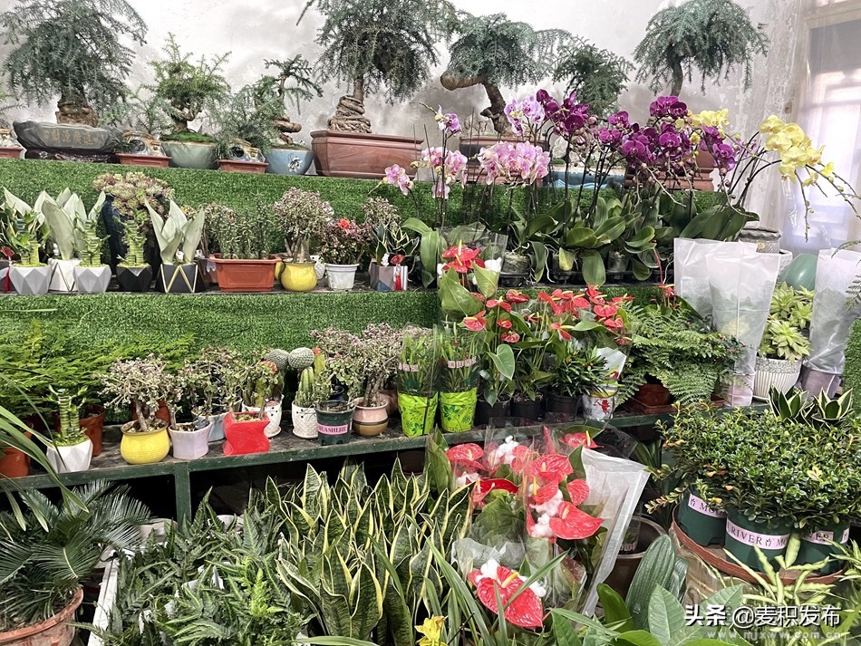 麦积区花卉市场在哪里,麦积区附近花卉市场在哪