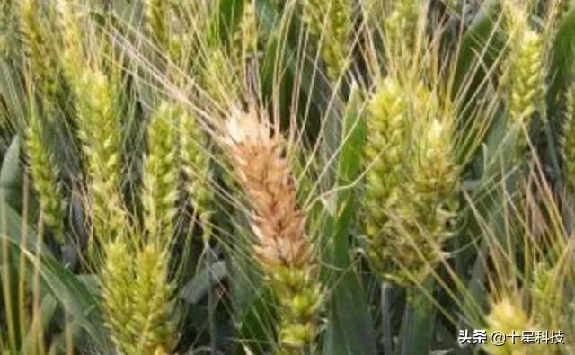 2023抗病高产小麦品种,河南抗倒伏高产小麦品种