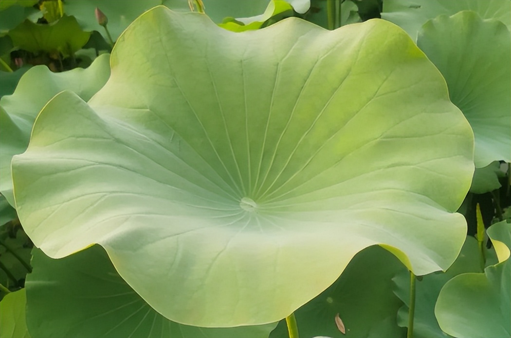 夏天的第一口枇杷酸得流油,夏天的第一口荔枝尝个鲜