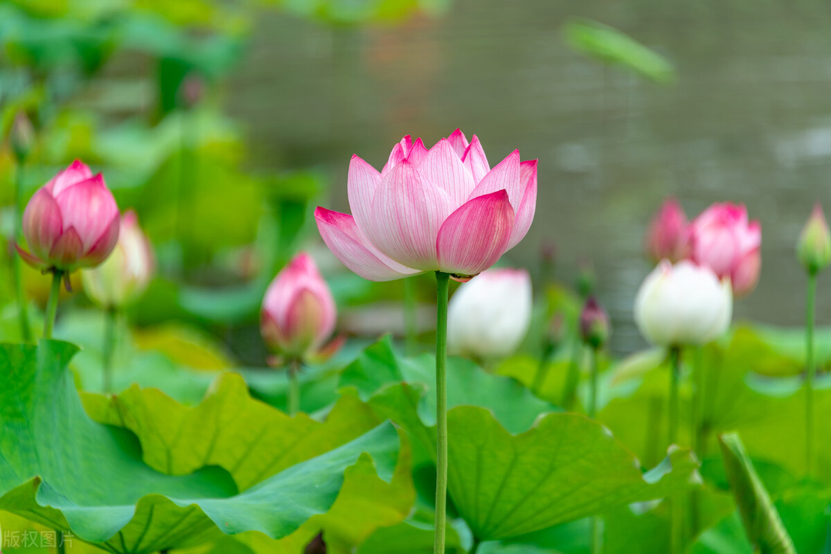 骨折主动康复,骨折后人体自愈力