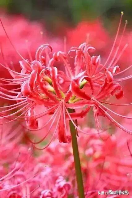 阳光染花颜，清露润芳心，倾情一绽为君开，只盼君再来