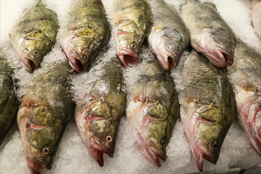 如何区别认识市面上常见的几种鱼,各种鱼怎么分类