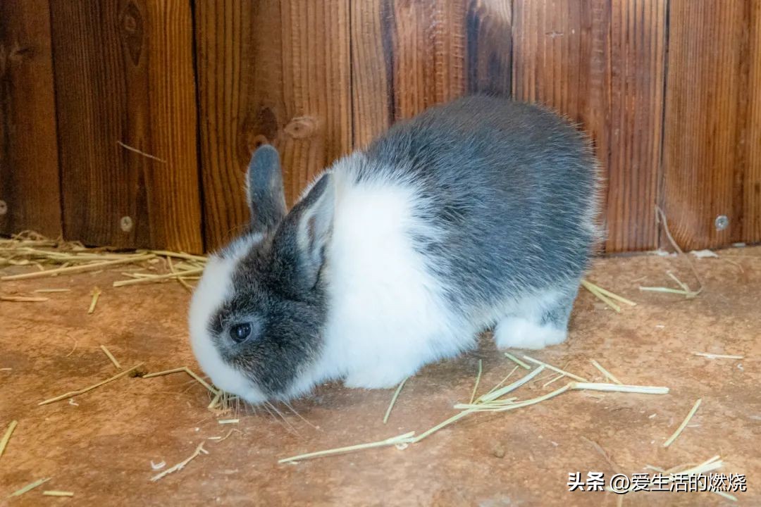 杭州森泊开元度假酒店不含门票,杭州开元森泊度假酒店存在的问题