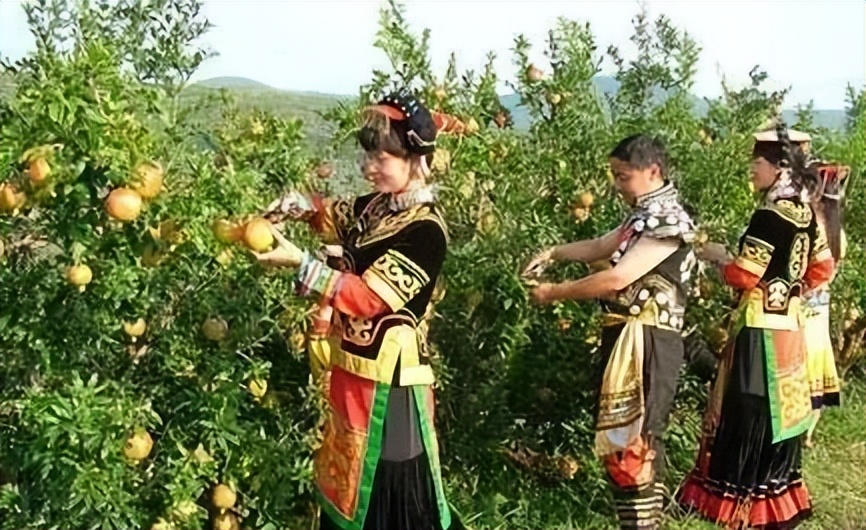 石榴苗怎么挑选,石榴会四季开花吗