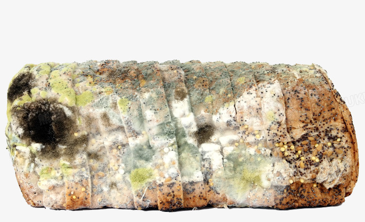 面包发霉一般是什么霉,面包发霉蒸一下还能吃吗