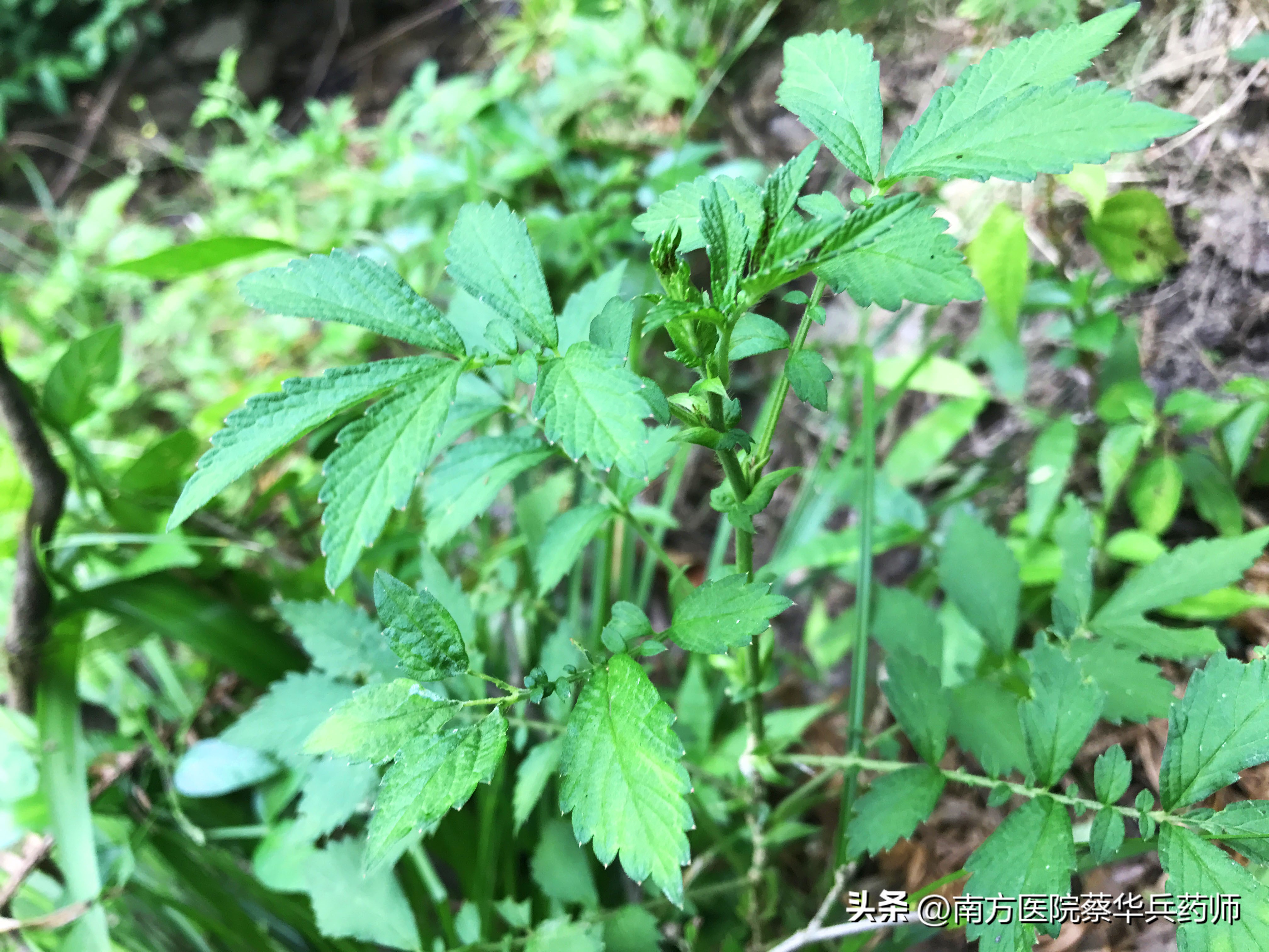 草名龙芽、药名仙鹤：上补肺肝脾，中能消积，下止泻痢，还能止血