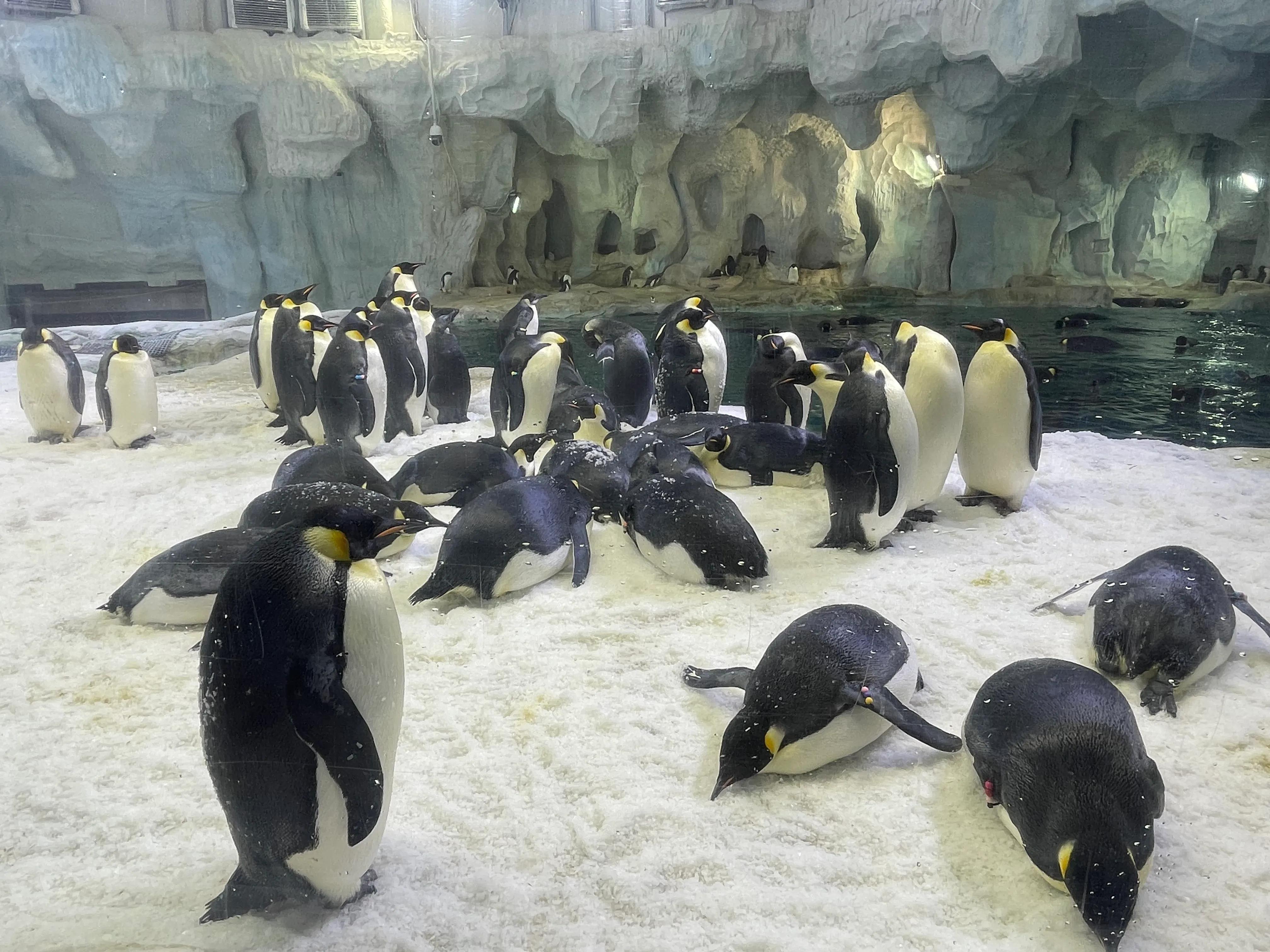 鐝犳捣闀块殕閲庣敓鍔ㄧ墿鍥拰娴锋磱鐜嬪浗,鐝犳捣闀块殕娴锋磱鐜嬪浗涓庨噹鐢熷姩鐗╁洯