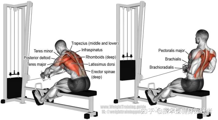 学会3个健身方法一个月练出肌肉,新手健身怎么练基础肌肉动作