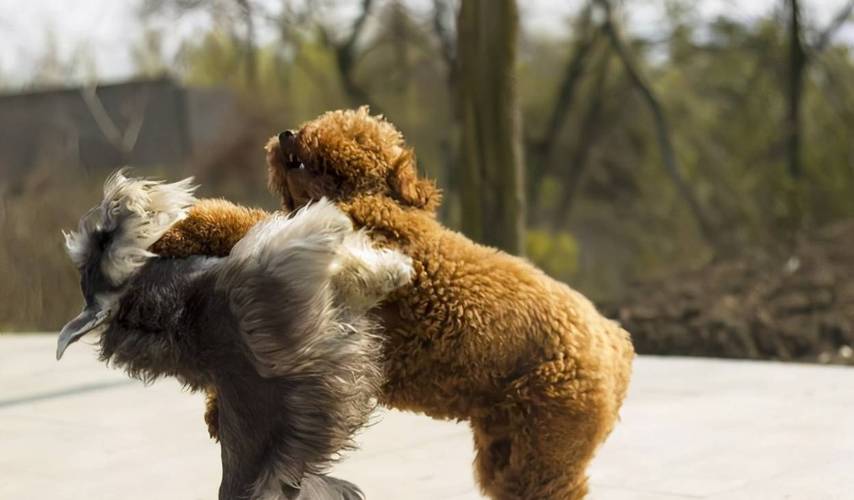 被奶奶宠坏的泰迪,泰迪狗被宠坏的表现
