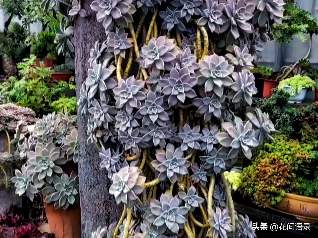 这盆“超大胧月”多肉老桩狠狠惊艳了,长得太妖虐了