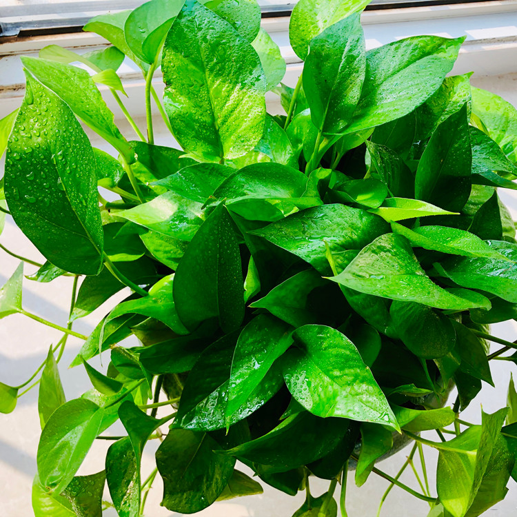 五种养花营养水,4种浇花水