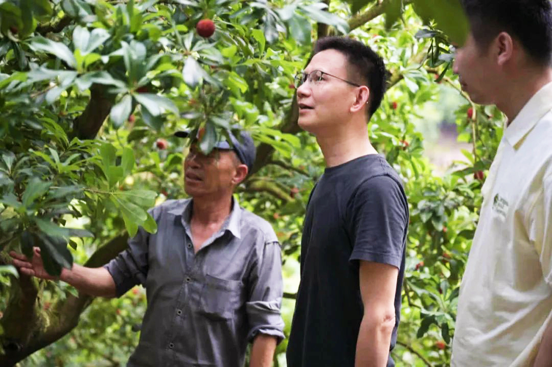 溢果生香正宗仙居杨梅,正宗仙居东魁杨梅自摘