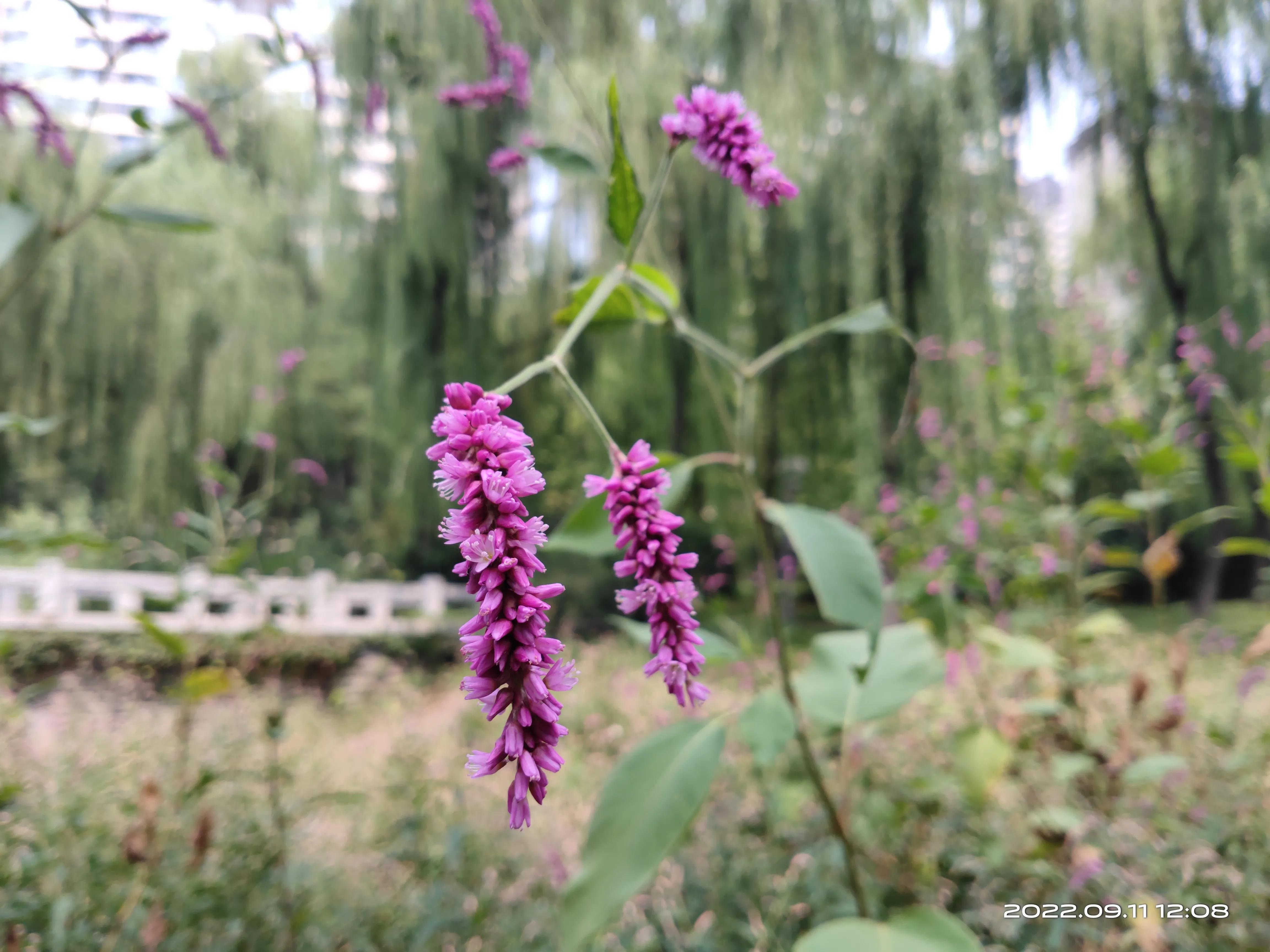 游济南森林公园作文,游济南森林公园攻略怎么写